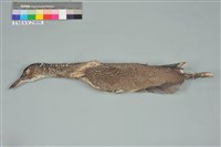 藏品(黑冠麻鷺)的圖片